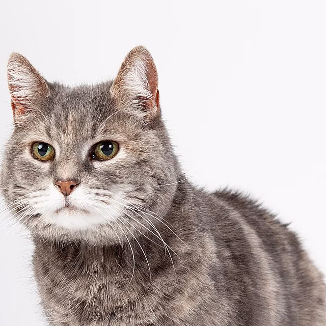 ¿Por qué mi gato suena como si tuviera una bola de pelo pero no la tiene?