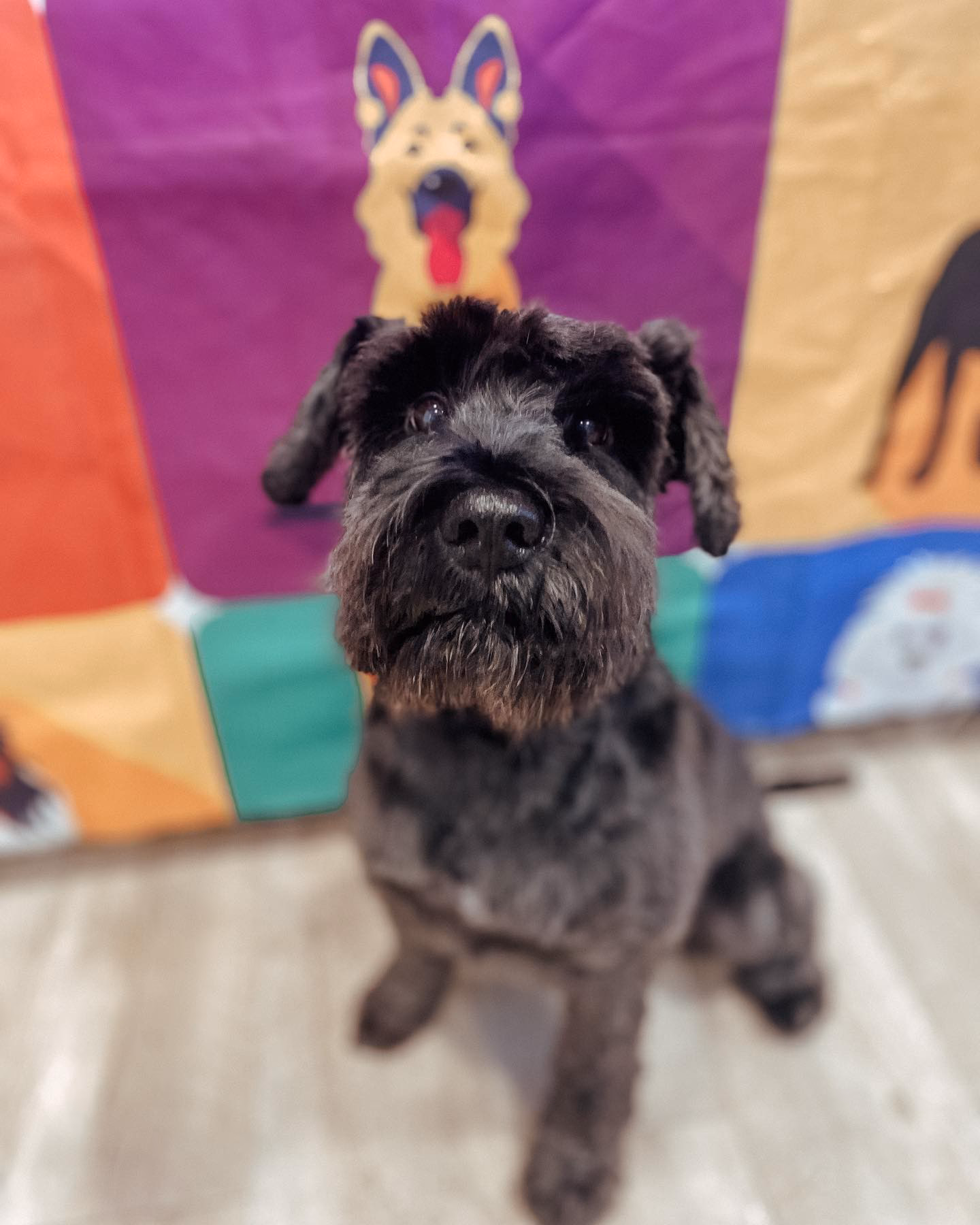 ¿Cuándo se le corta el rabo a un schnauzer?