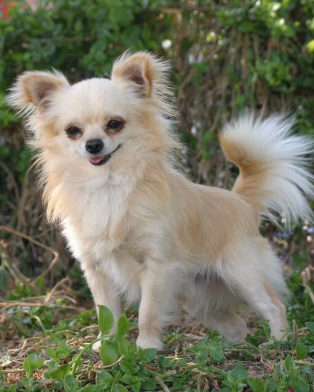 ¿Cuánto crece un chihuahua por mes?