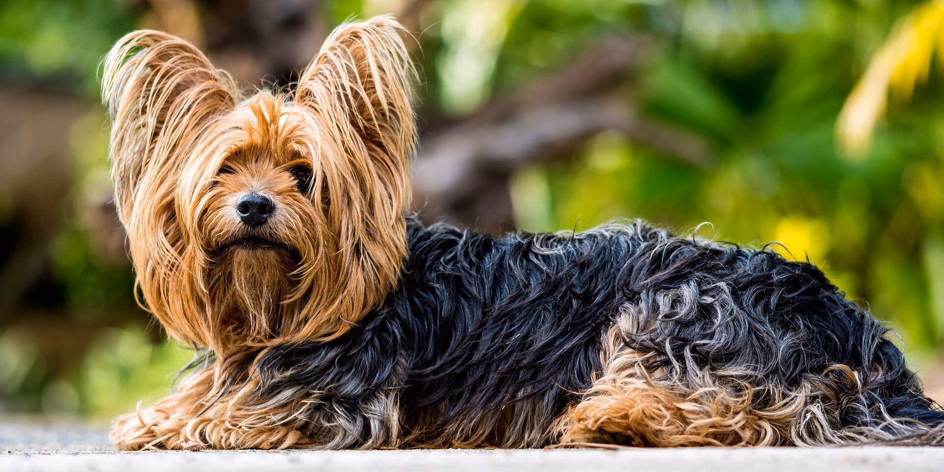 ¿Cuánto tiempo tarda un yorkshire terrier en desarrollar un pelaje completo?