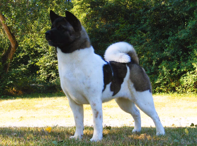 ¿Cómo saber si mi akita es puro?