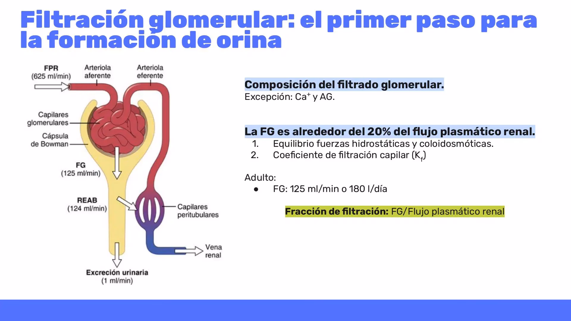 ¿Por qué los capilares glomerulares tienen fugas?