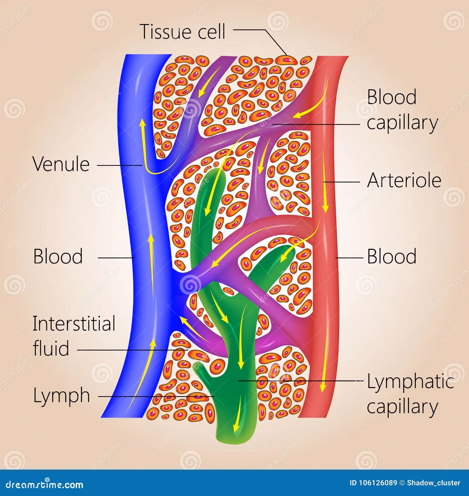 ¿Cómo se diferencia el sistema linfático del sistema circulatorio sanguíneo?