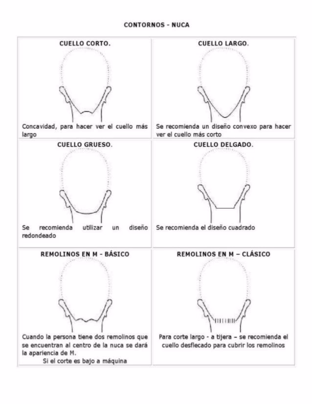 ¿Cuáles son las divisiones del cabello?