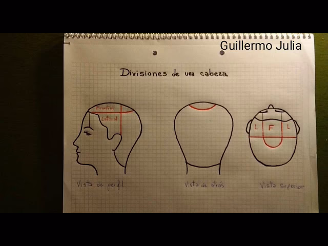 ¿Cómo se llaman las divisiones de la cabeza?