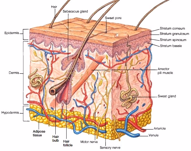 ¿Qué órgano produce la queratina?