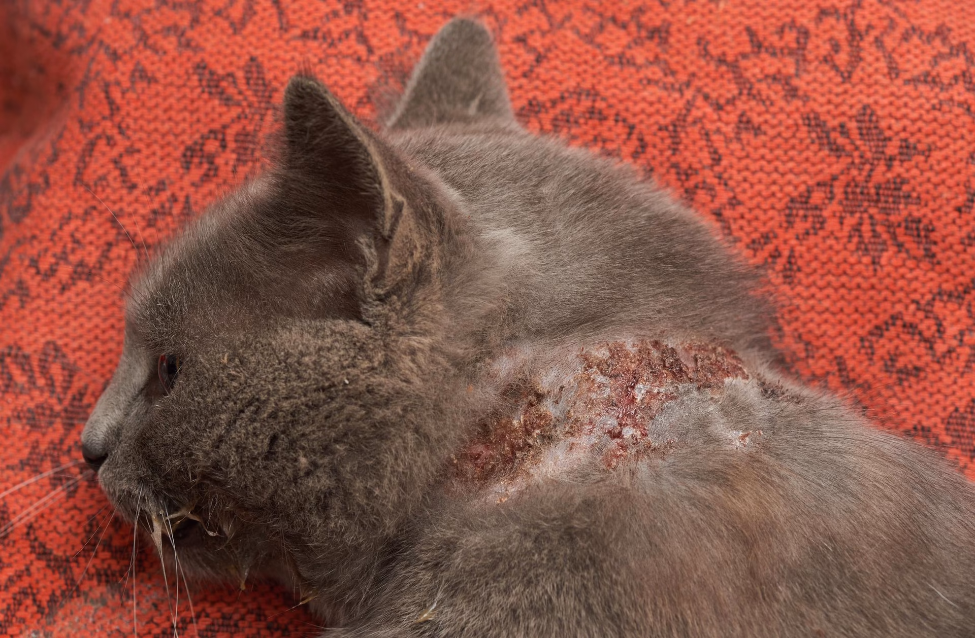 ¿Cómo se cura la dermatitis en gatos?