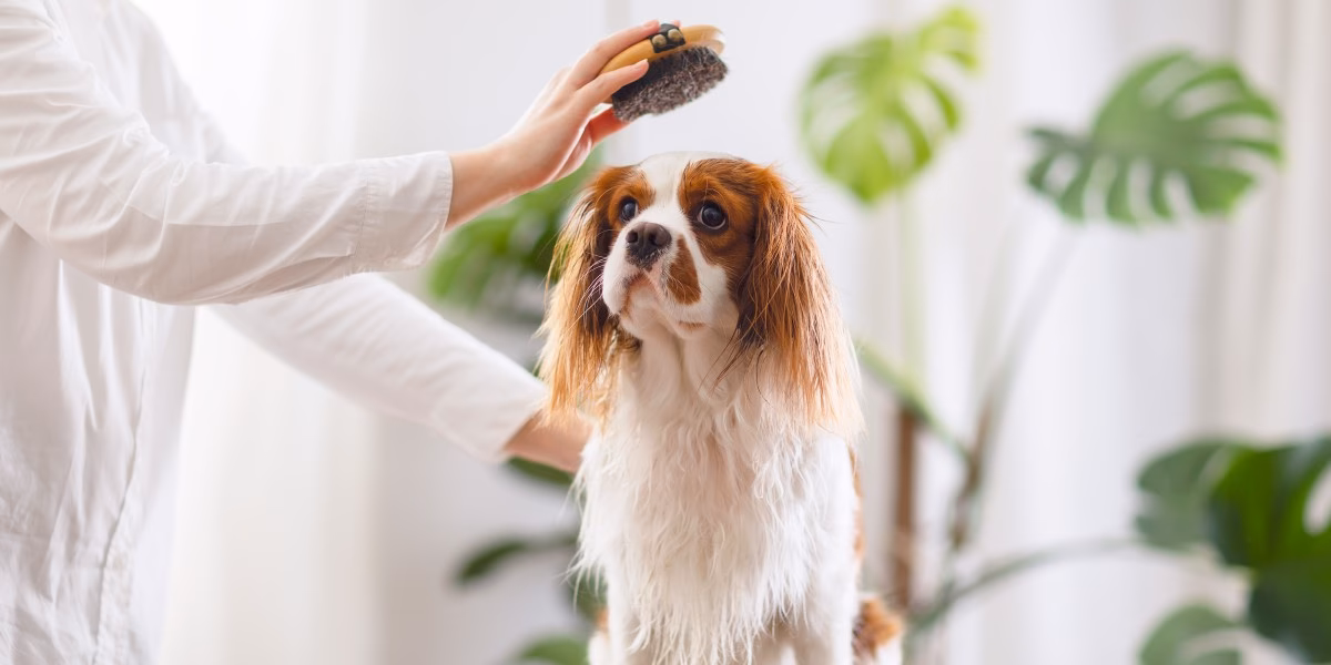 ¿Por qué mi perro tiene el pelo apelmazado?