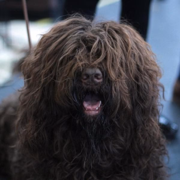 ¿Qué puedo hacer si mi perro tiene rastas?