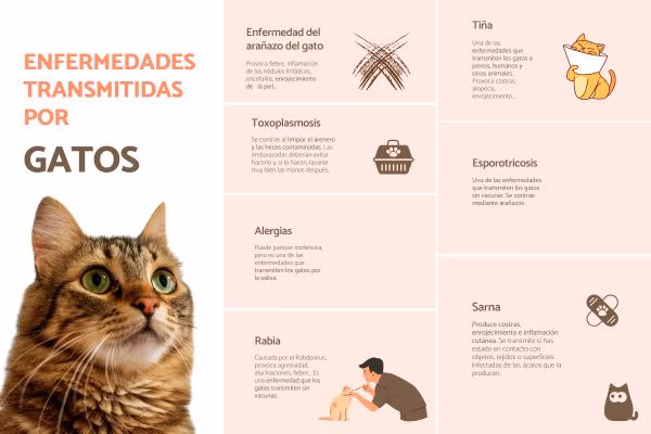 ¿Qué pasa si una embarazada está con un gato?
