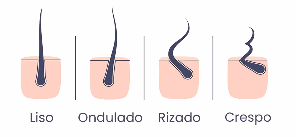 ¿Qué función tienen los pelos?