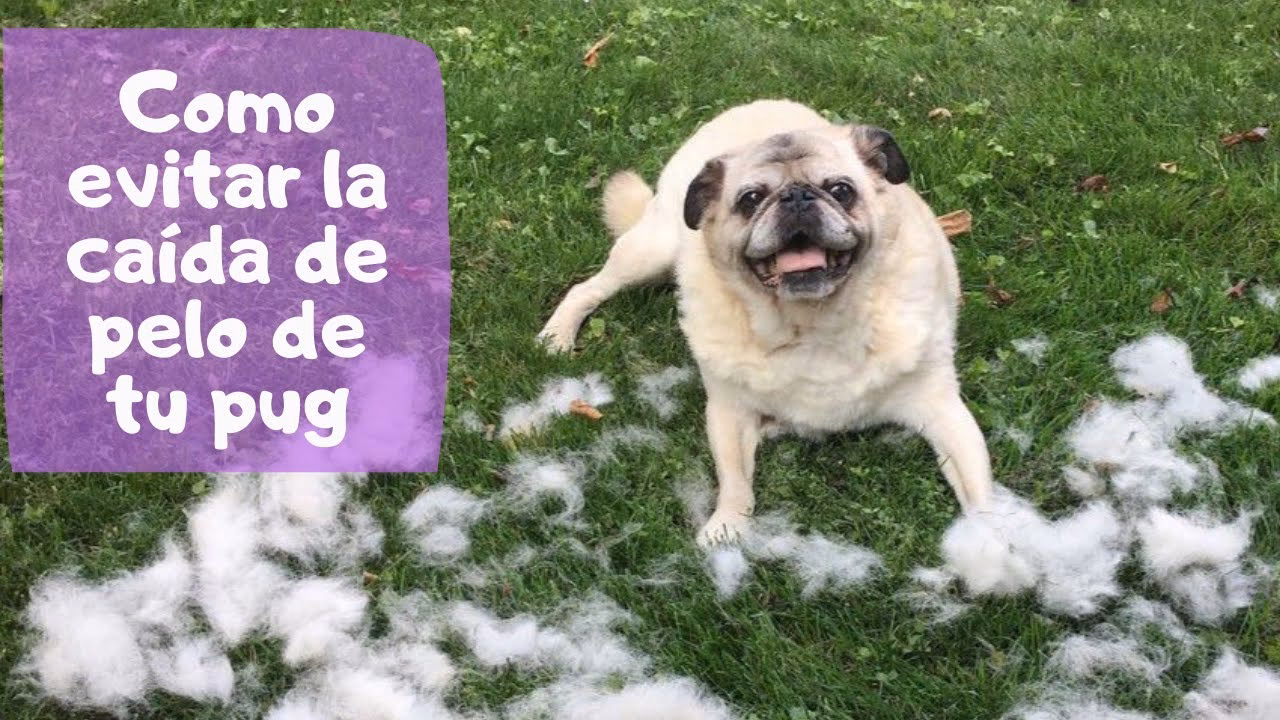 ¿Por qué un Pug suelta mucho pelo?