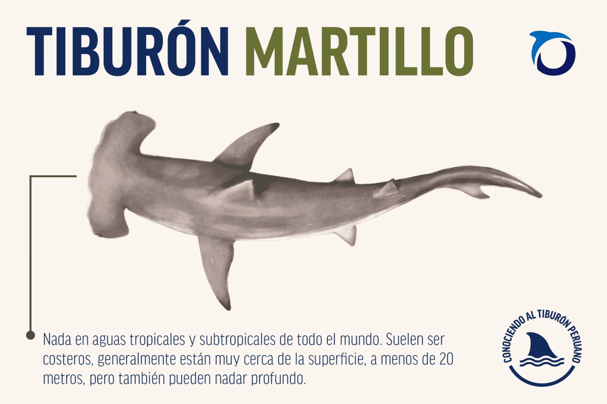 ¿Qué características tiene el pez martillo?