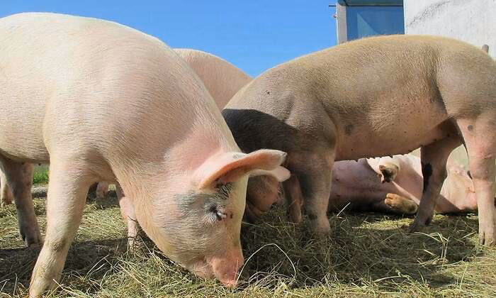 ¿Para qué se utiliza el pelo de cerdo?