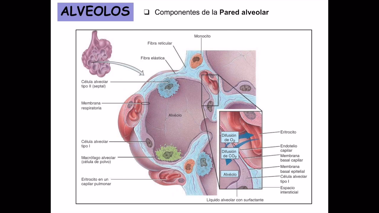 ¿Qué es un endotelio capilar?