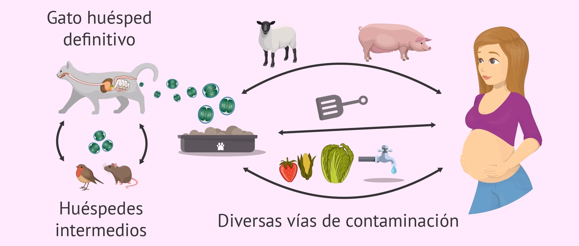 ¿Qué pasa si estoy embarazada y me como un pelo de gato?