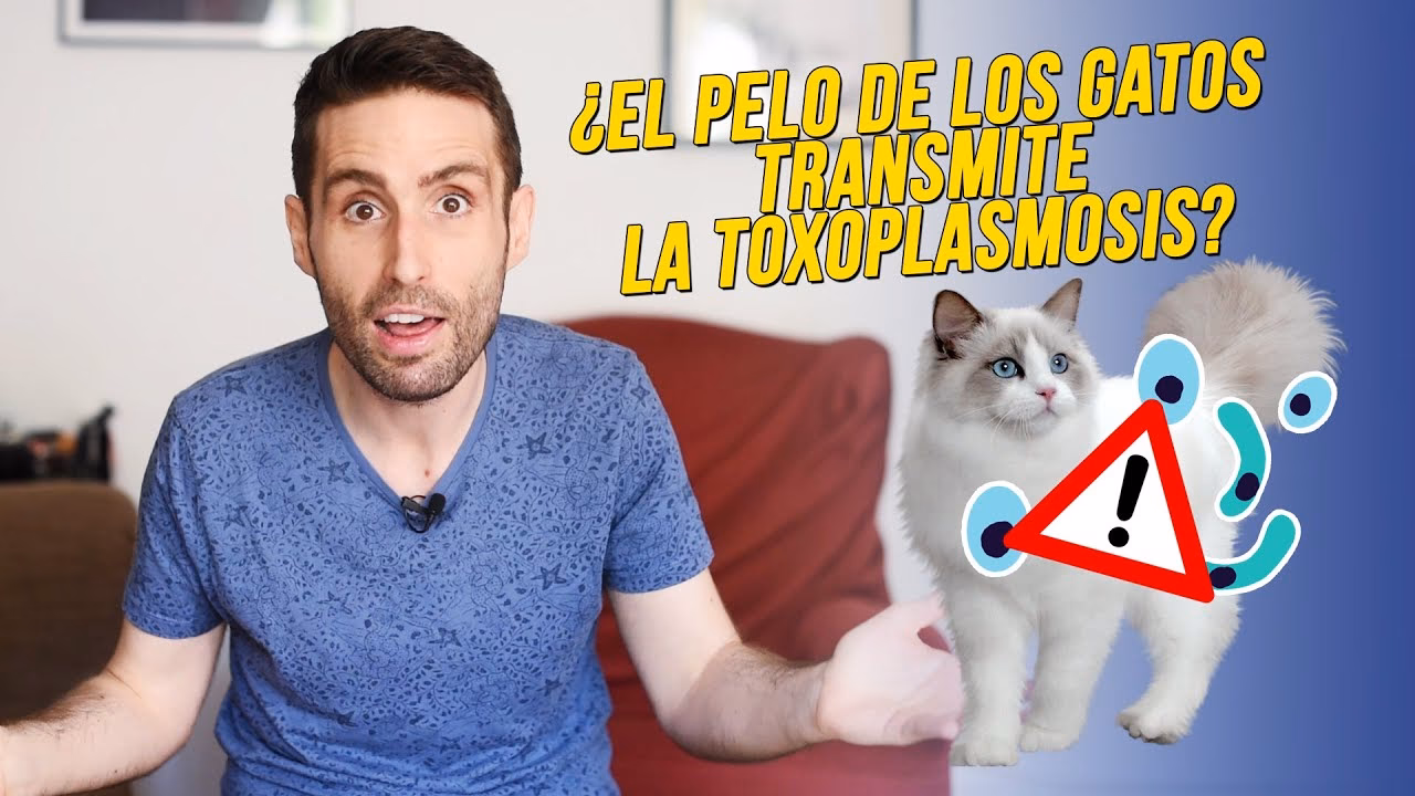 ¿En qué afecta el pelo de gato a las mujeres embarazadas?