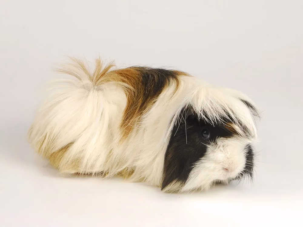 ¿Qué mamífero tiene el pelo más largo?