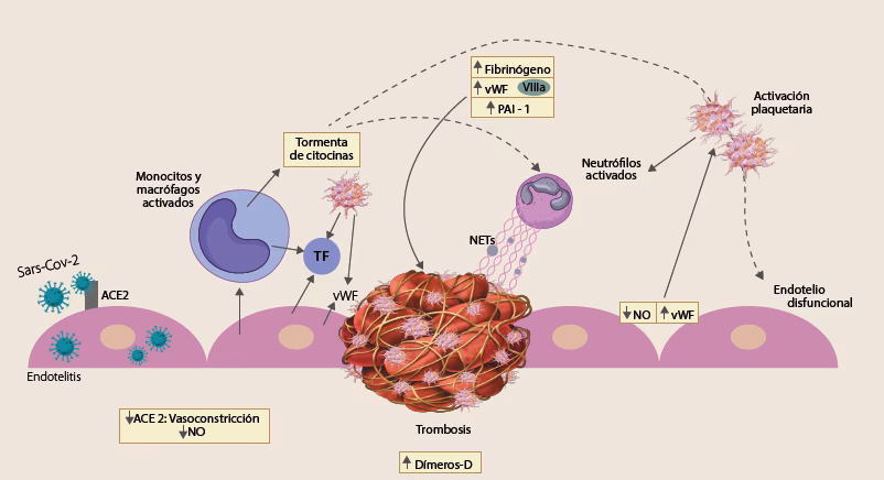 ¿Qué es el factor 3 de la coagulación?