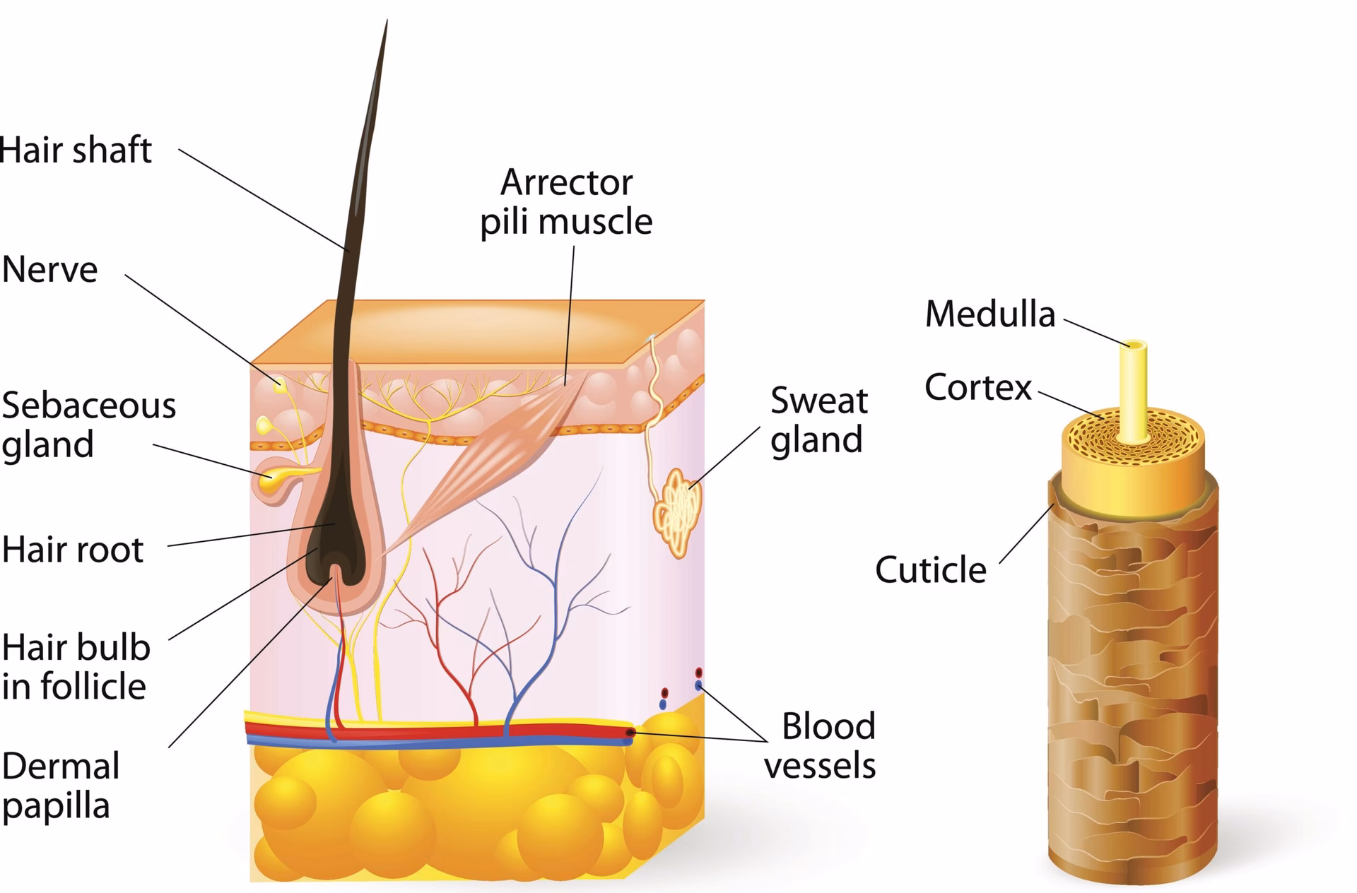 ¿Cuáles son las 4 fases del crecimiento del cabello?