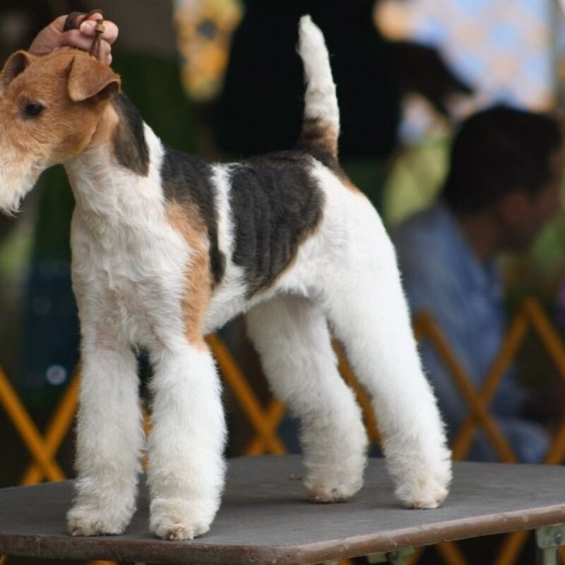 ¿Cuáles son los problemas de salud de los fox terrier de pelo duro?