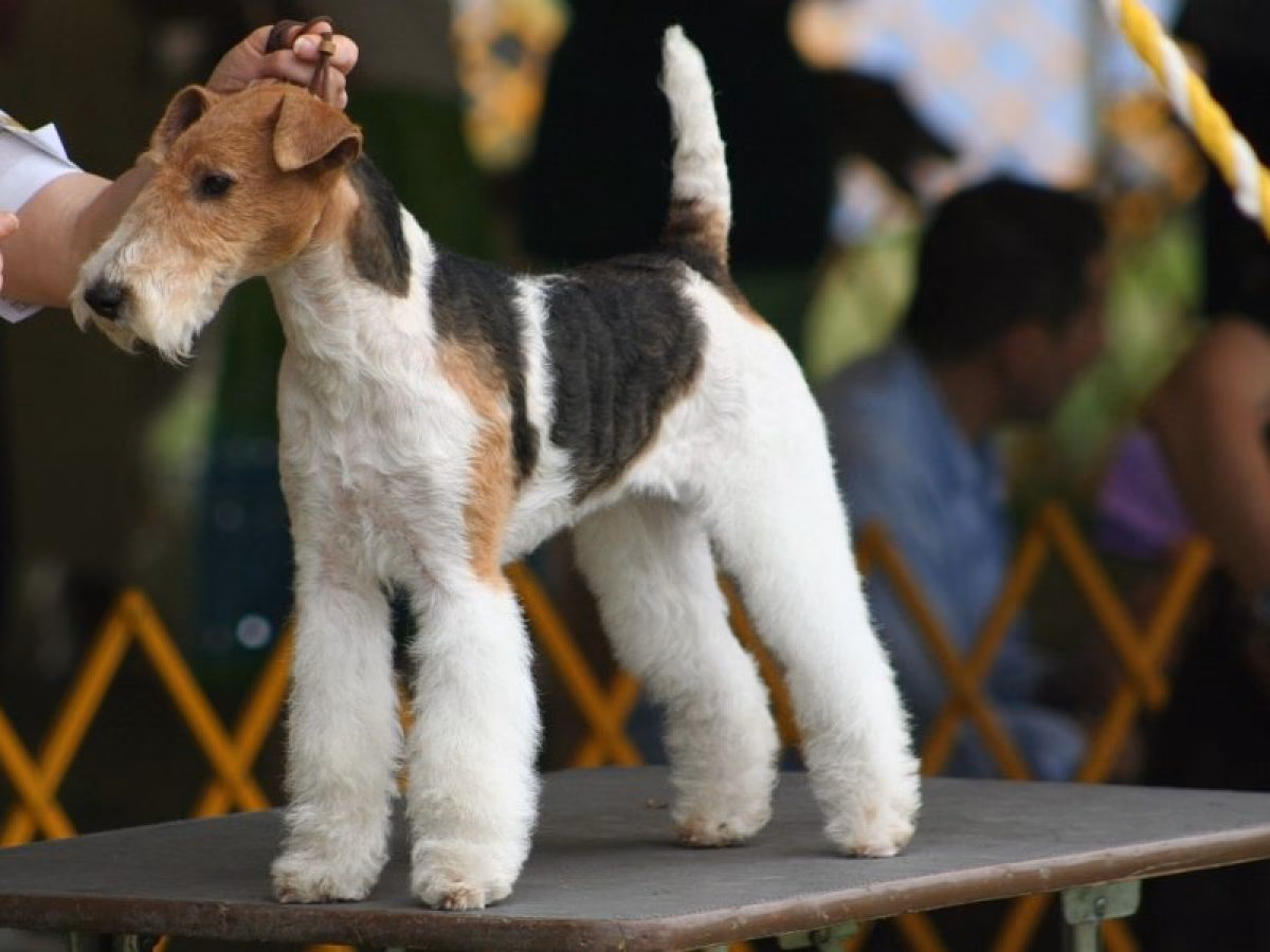¿Cuántos cachorros tiene un terrier?