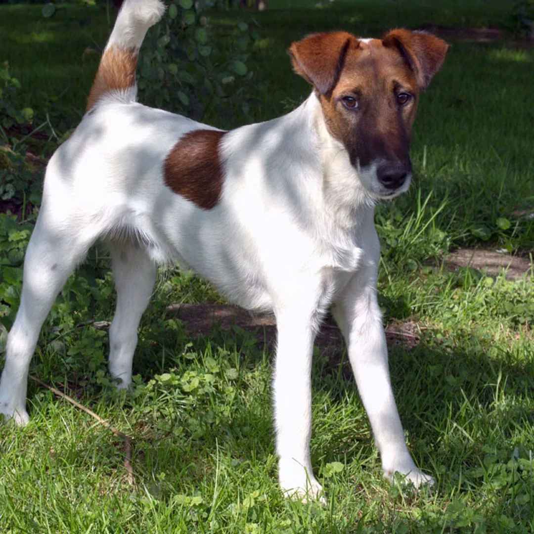 ¿Es un fox terrier de pelo liso un buen perro de familia?