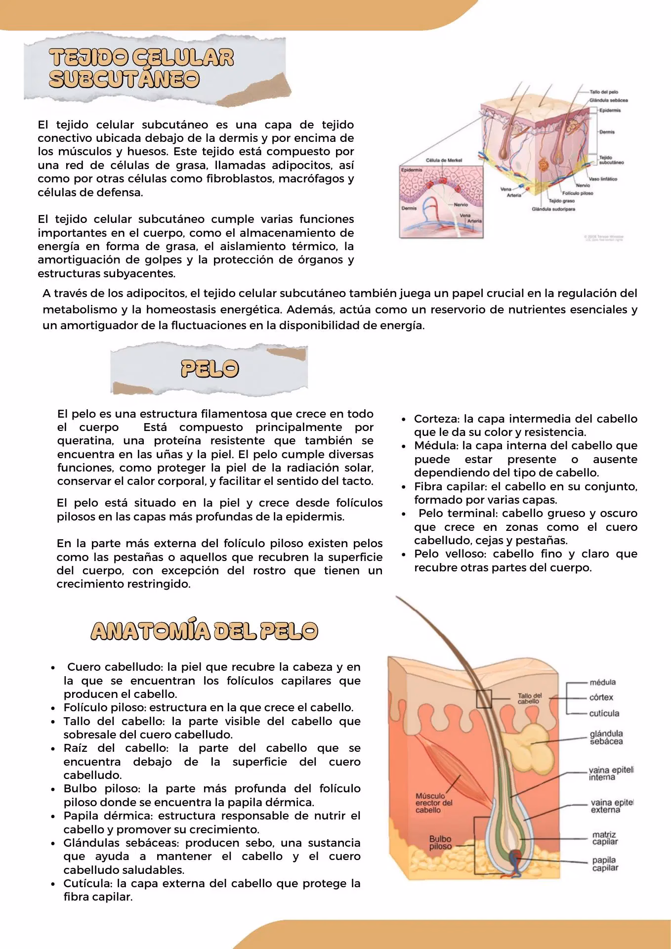 ¿Qué es el sistema endocrino en la histología?