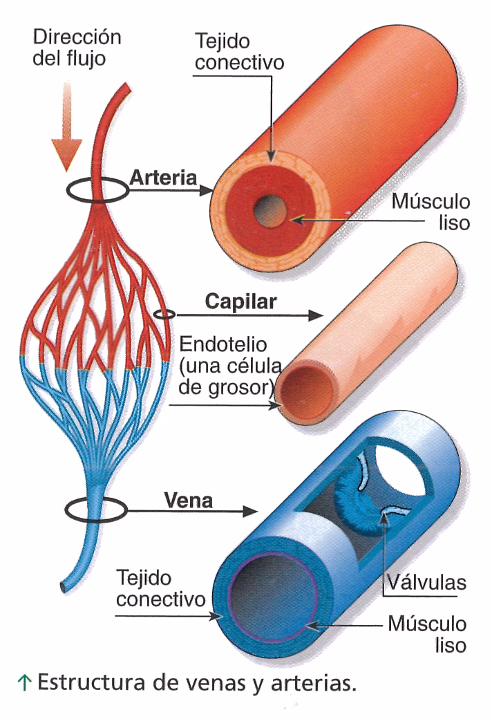 ¿Cuáles son las funciones de las arterias, venas y capilares?