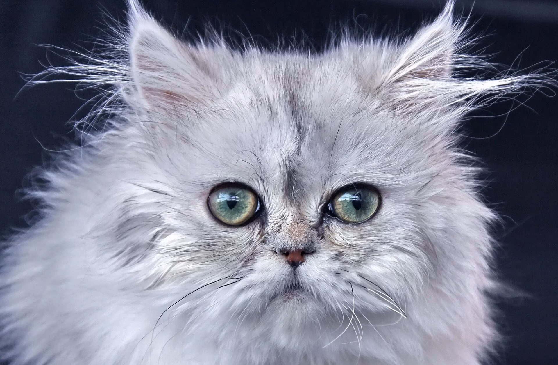 ¿Qué raza es un gato con mucho pelo?