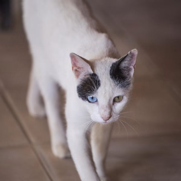 ¿Qué hacer si mi gato está adelgazando mucho?