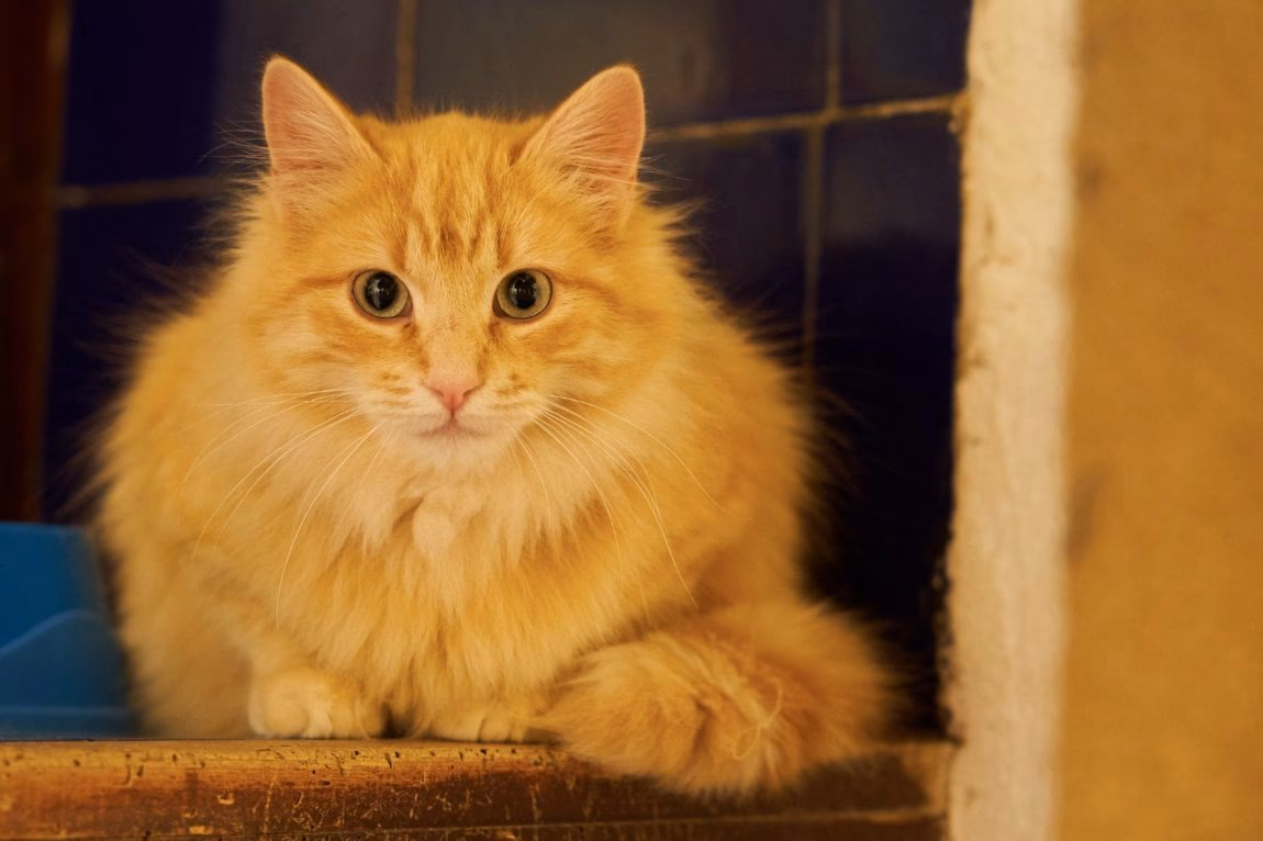 ¿Cuánto cuesta un gato de pelo largo?