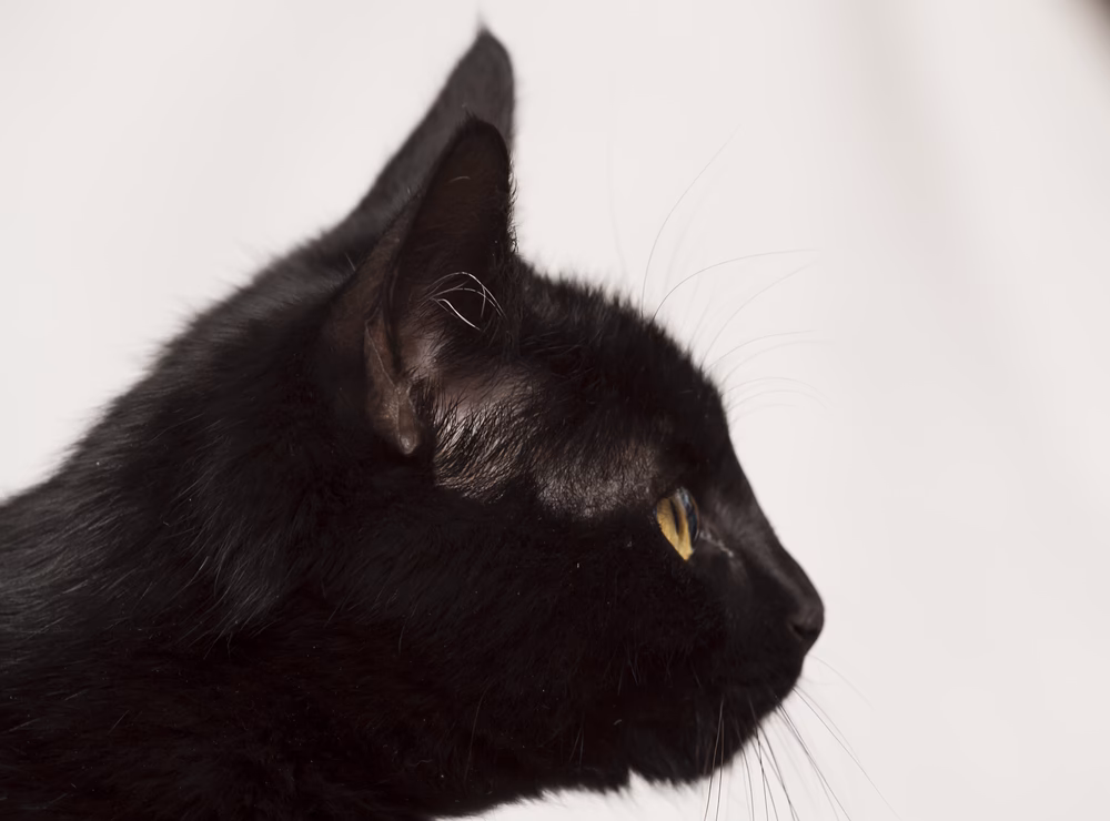 ¿Qué significa que un gato tenga las orejas peladas?