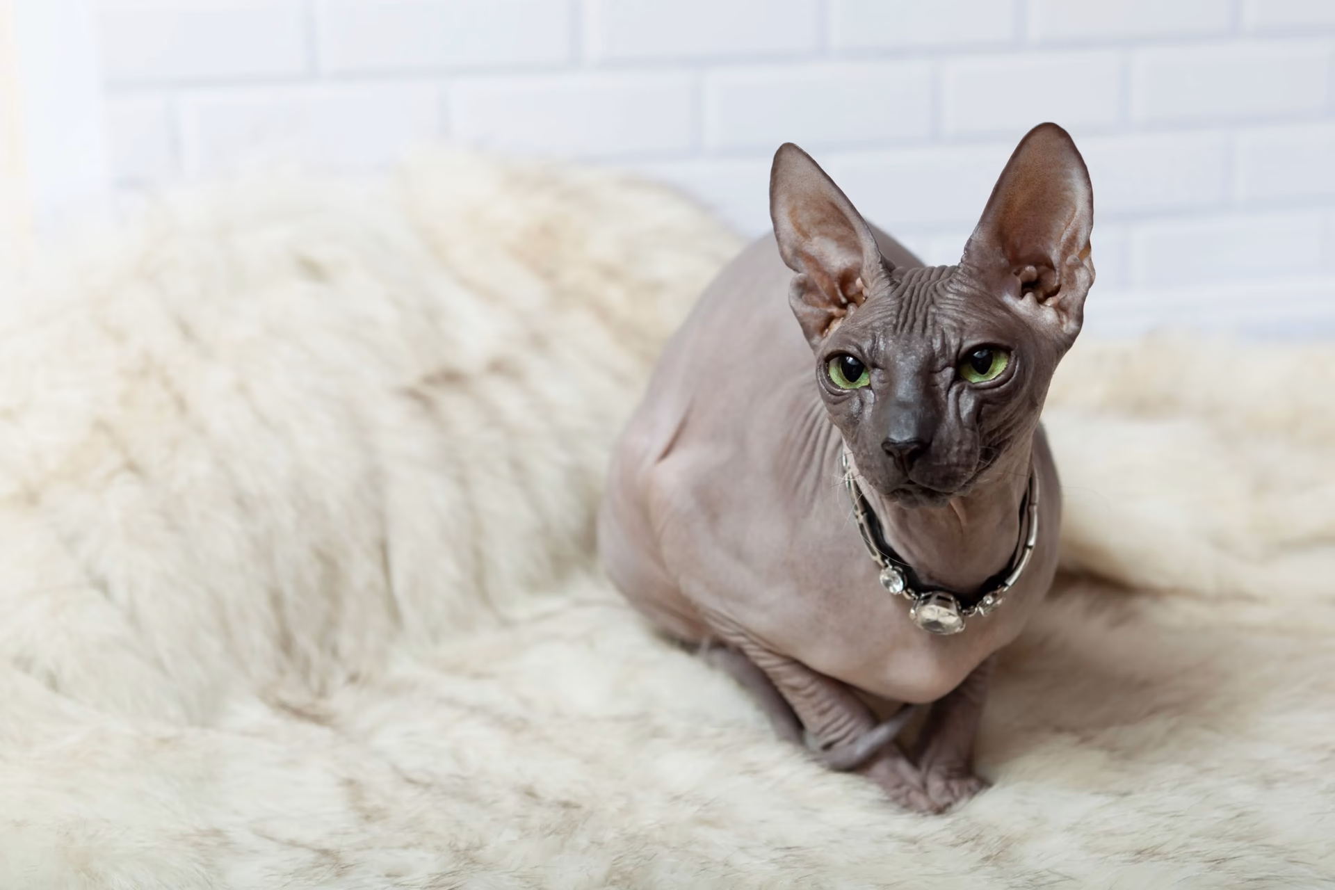 ¿Qué raza de gato no tiene pelo?