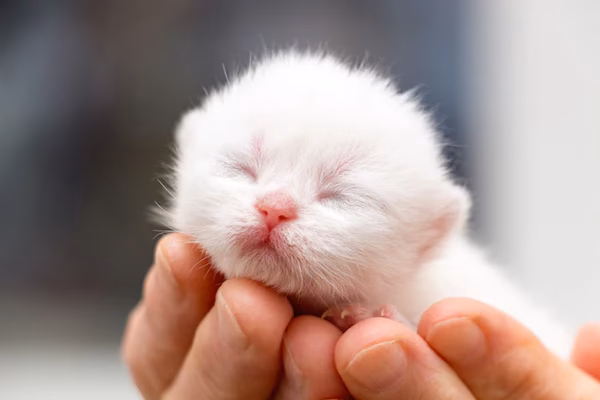 ¿Qué significa cuando un gatito nace sin pelo?