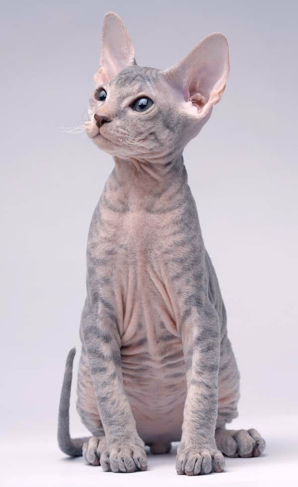 ¿Cómo lavar la ropa con pelo de perro?