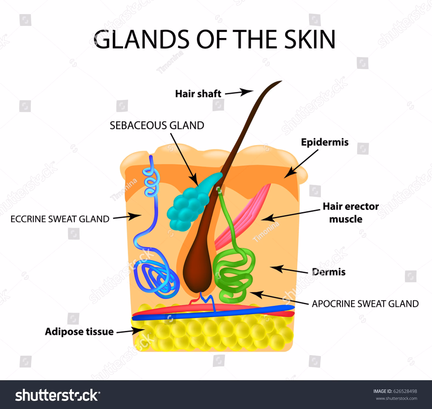 ¿Cómo desinflamar una glándula sebácea?