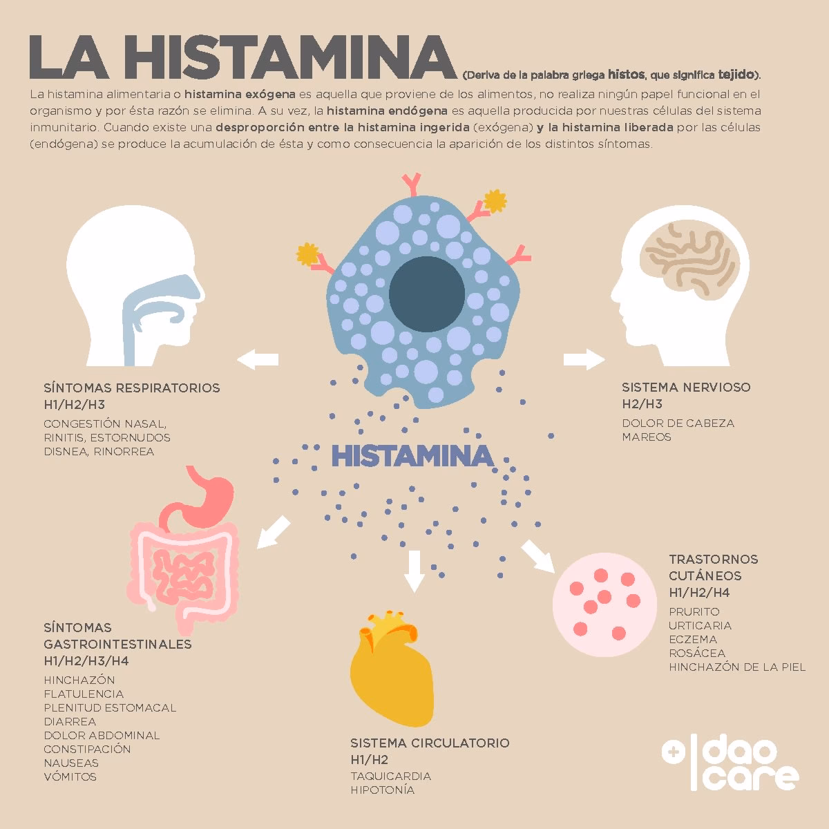 ¿La histamina aumenta o disminuye la permeabilidad?