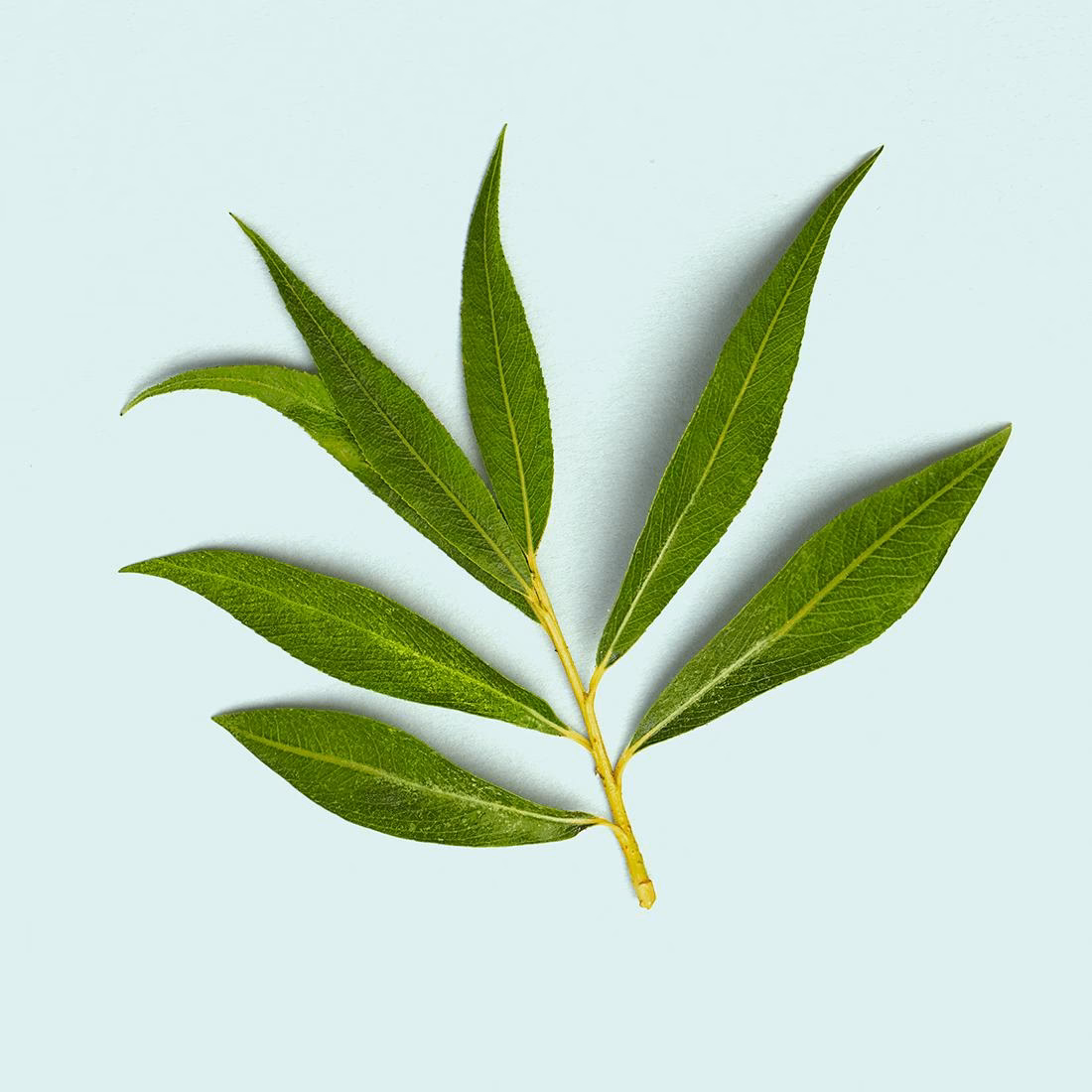 ¿Qué beneficios tiene el sauce en el cabello?