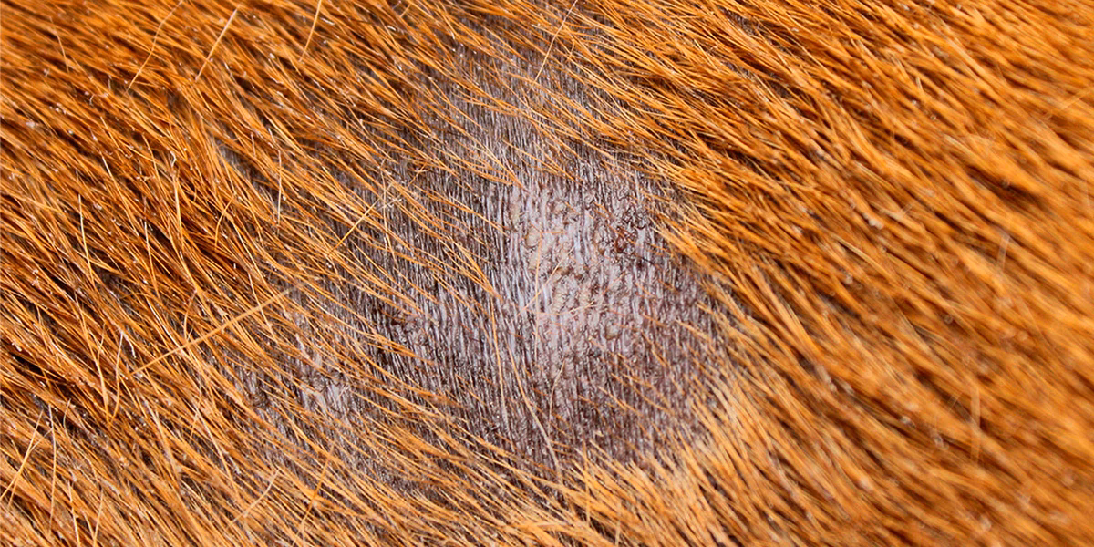 ¿Qué crema sirve para los hongos en los perros?