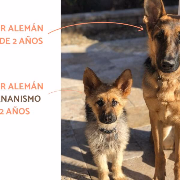 ¿Funciona la HGH en los perros?