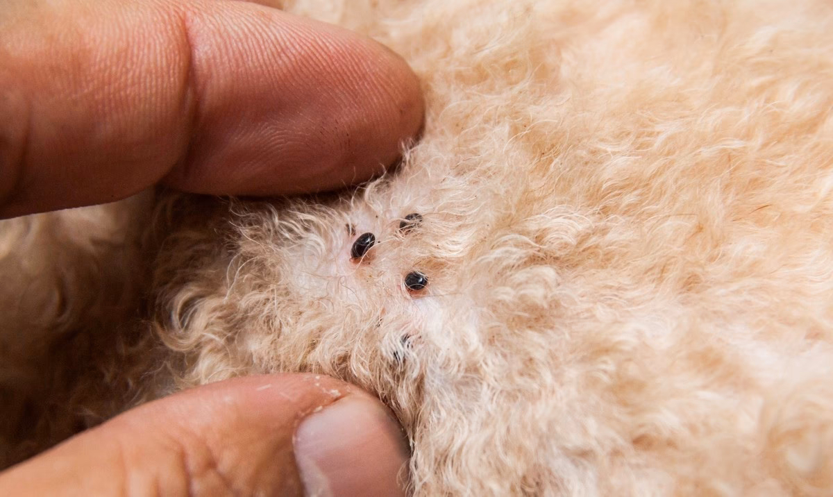 ¿Qué pasa si mi perro tiene bolitas negras en el pelaje?