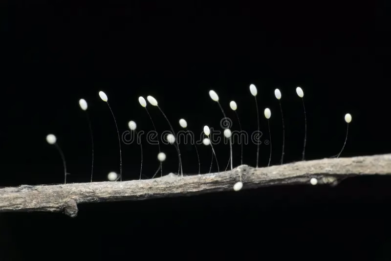 ¿Cómo identificar un huevo de insecto?