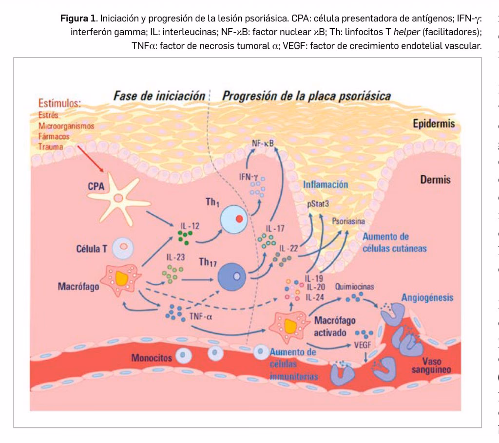 ¿Qué detiene el crecimiento del cabello?