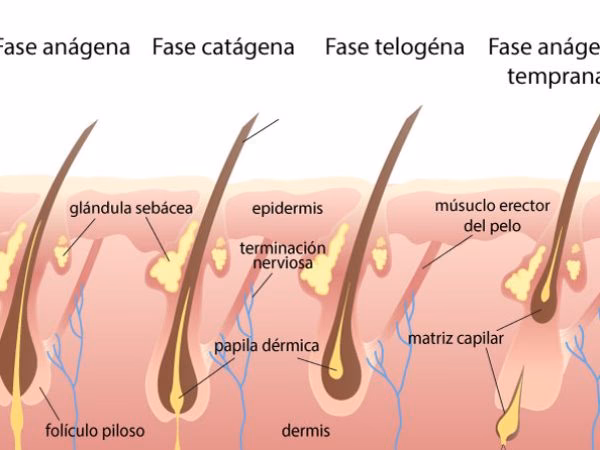 ¿Cuáles son las partes del cabello y su anatomía?