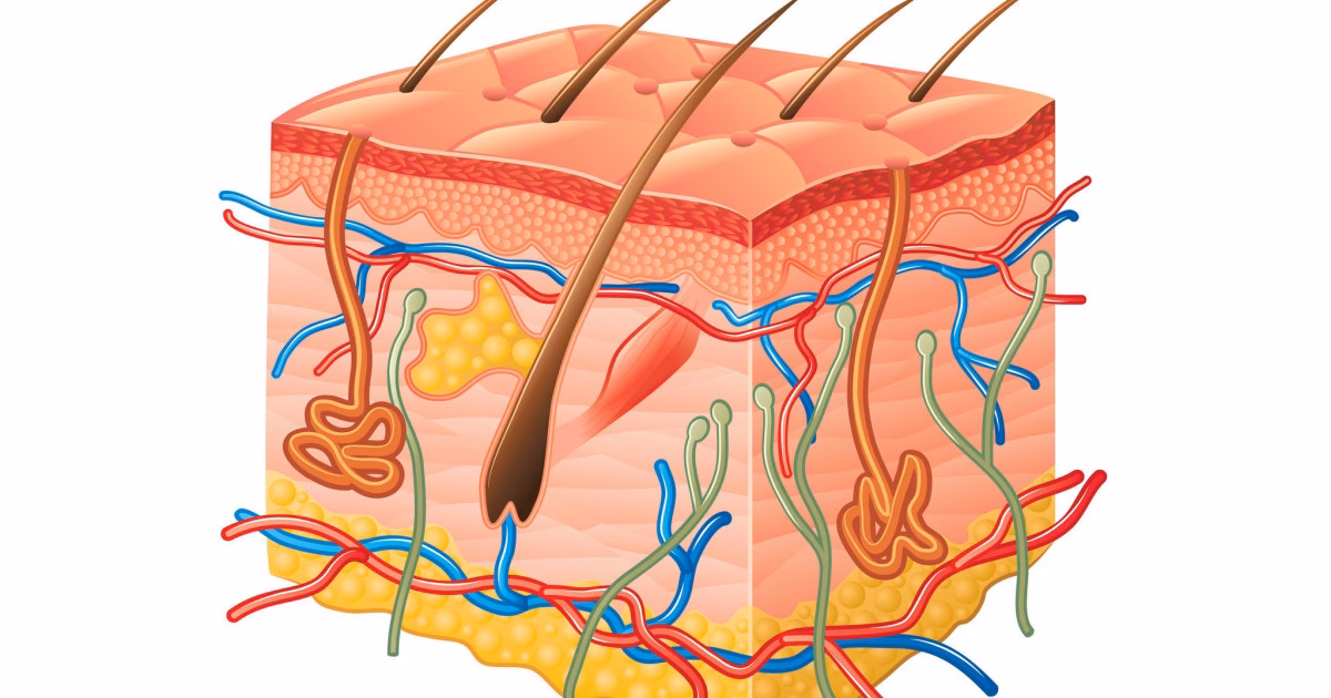 ¿Cuáles son las partes del cabello y su anatomía?