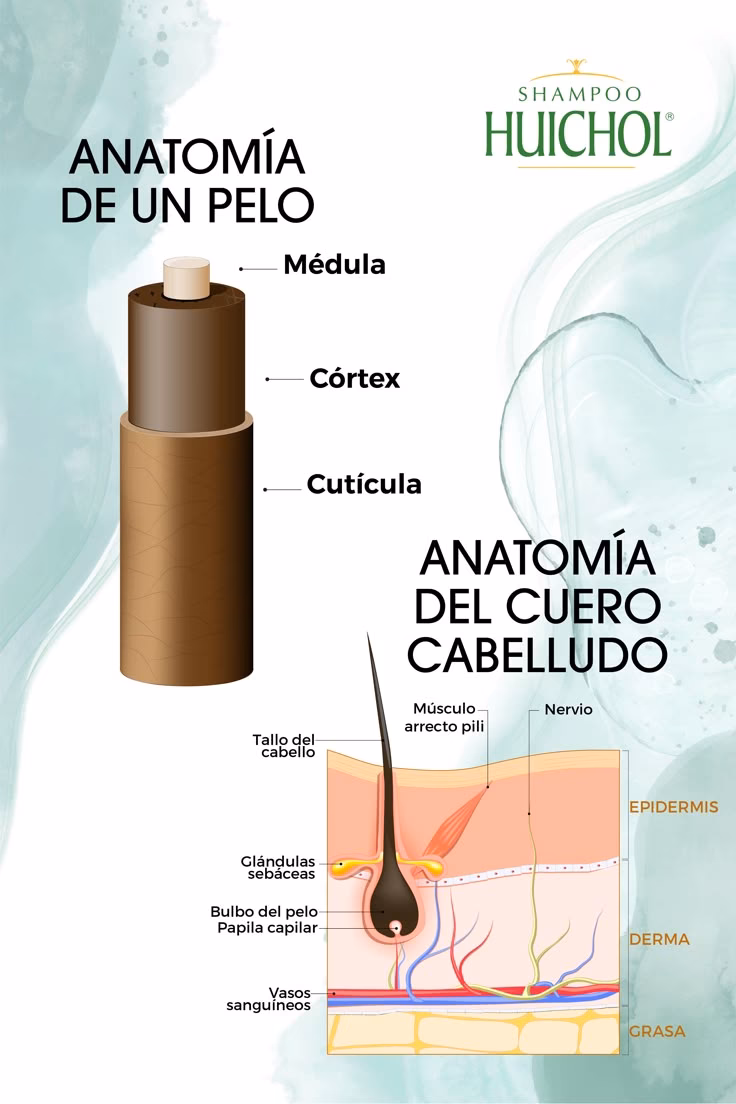 ¿Cuál es la anatomía normal del cabello?