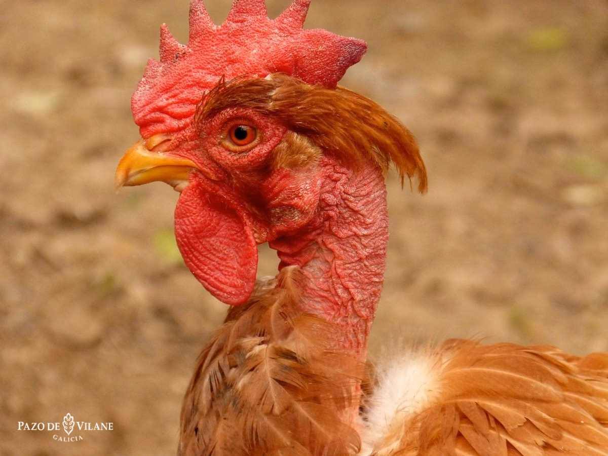 ¿Cuáles son las características del gallo pelado?