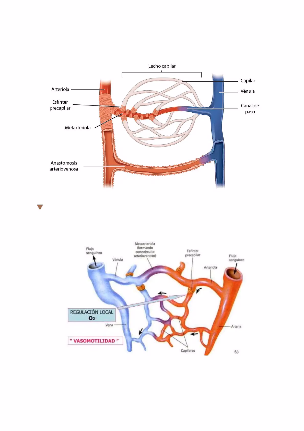 ¿Qué presión empuja el líquido de los espacios intersticiales hacia los capilares?