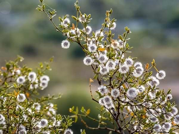 ¿Cuáles son las propiedades espirituales de la jarilla?
